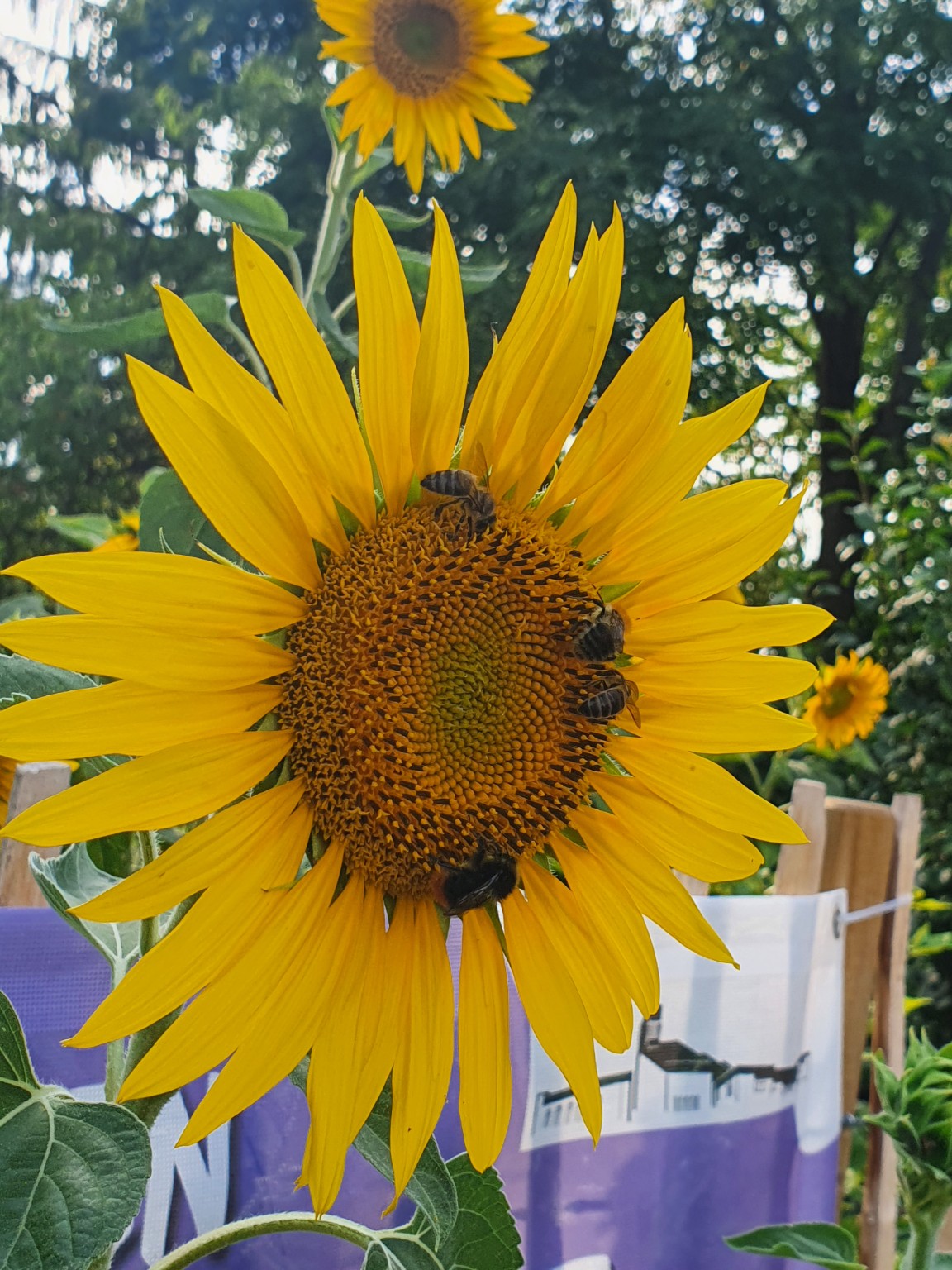 Echte Bienen auf einer Sonnenblume aus dem Umfeld der Hobbyimkerei