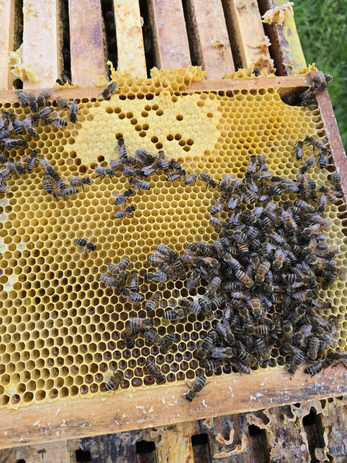 Echte Honigwabe mit Bienen aus der privaten Hobbyimkerei
